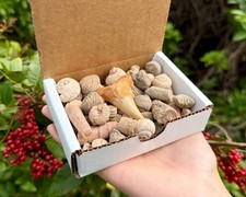 Natural Fossil Mix Gift Box - 1/2 lb Authentic Fossil Assortments & Shark Tooth picture