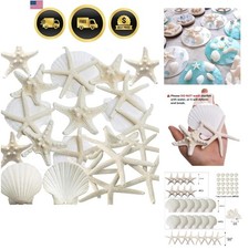 32PCS Starfish and Scallop Shells for Crafts 3