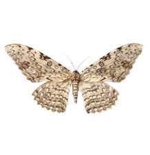 Thysania agrippina ONE REAL WHITE WITCH MOTH PERU UNMOUNTED WINGS CLOSED picture