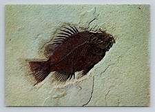 Ulrich's Preparatory Diamondville Wyoming Postcard Priscacara Fossil Vintage  picture