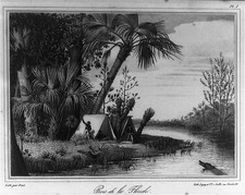 Photo:Florida Woods 1800s Riverbank Camp Palm Trees Etching picture