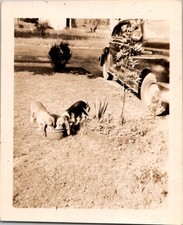 Vintage Snapshot Photograph 1940s-50s Two Puppies Dogs Drinking Bowl Car Lawn picture