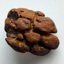 48g Natural Brown Ammonite Fossil Specimen Collectable Display Specimen picture