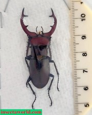 Lucanidae Lucanus (s. str.) elaphus USA (Maryland) male 48 mm picture