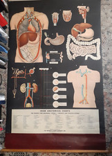 RARE Vintage Cram Large Anatomical Chart 60