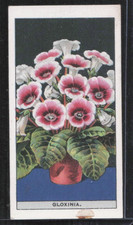 1925 W.D. & H.O. Wills Flower Culture in Pots #25 Gloxinia picture