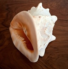 Vintage Large Horned Helmet Cassis Cornuta Queen Conch Shell HORN Seashell 8.5