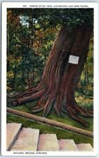 Postcard - Arbor-Vitae Tree - Natural Bridge, Virginia picture