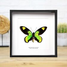 Queen Victoria's Birdwing Male Handcrafted Entomology Taxidermy Butterfly Frame picture