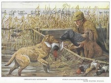 Chesapeake Bay | Curly Coated Retriever - CUSTOM MATTED - 1927 Color Dog Print picture