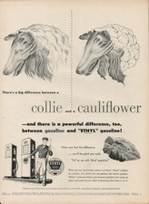 1951 Oil Gas Ethyl Pump Vintage Print Ad 50s Collie Dog Cauliflower Vegetable picture