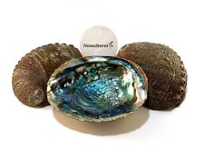 Green Abalone Sea Shell One Side Polished Beach Craft 6