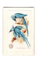 1898 (J2) #46 Columbia Magpie, Church & Co. New Series of Beautiful Birds, Large picture
