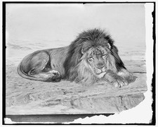 Photo:Lion Painting c1900 picture