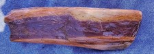 Petrified Wood Specimen? 550 Grams Limb Cast? Shown Wet picture
