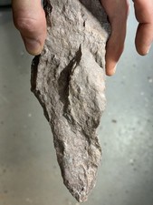Large Archanodon catskillensis Devonian Freshwater Bivalve Fossil PA C5 picture