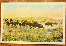 Buffalo Miller Bros. 101 Ranch Oklahoma Lithograph Postcard Unposted picture