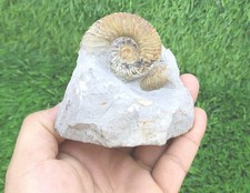 Authentic Olcostephanus Ammonite Fossil Early Cretaceous Marine Shell Fossil  picture
