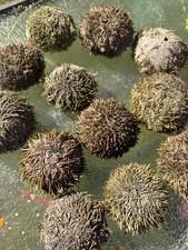 maine sea urchins curiosity craft oddity atlantic coastal specimen lot of 3 picture