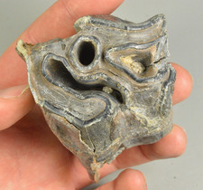 Woolly Rhino Tooth,  Siberia, Russia, Vivianite Crystals picture