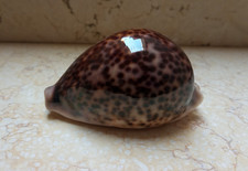 F cypraea pantherina HUGE SIZE 96.2 mm F++++F+++  specimen NICE red sea shell picture