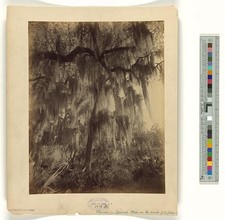 Photo:Florida St Johns River Spanish Moss Trees Banks c1886 George Barker picture