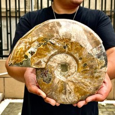 6.56LB Rare natural polished Natural conch fossil specimens of Madagascar picture