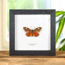 Castnia miastagma Taxidermy in Box Frame From Mexico picture