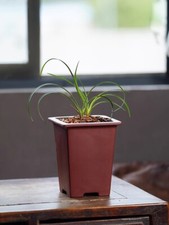8.2in Chinese Zisha Natural Clay Planter, Collectible Handmate Bonsai Home Decor picture
