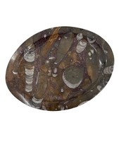 1950s Mid-Century Stone Fossil Plate Orthoceras Sea Shell Ammonite 11.25