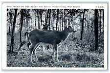 Two Bucks On The Alert Near Parsons Tucker County West Virginia WV Postcard picture