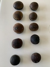 Authentic Brown Hamburger True Sea Beans (10) Each Florida Beach's picture