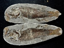 Pair of fossil fish ，perleidus,  Jurong China picture