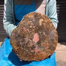 2900g Natural wood fossilized stone mineral specimen  MH6375 picture