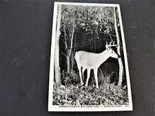 Pennsylvania's Big Game King-Always Alert - Postmarked 1949 Postcard. picture