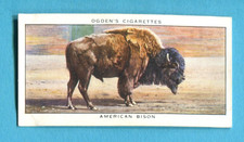 1937 OGDEN'S LTD. ZOO STUDIES TOBACCO CARD #7 AMERICAN BUFFALO BISON picture