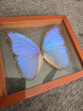 Blue Morpho Butterfly Framed Specimen picture