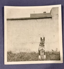 1963 USAF K9 German Shepherd Military Dog Photo Germany Cold War Era picture
