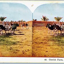 c1900s Cairo, Egypt Ostrich Farm Giant Big Bird Stereoview Giza Brick Wall V35 picture