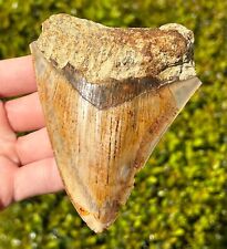 Indonesian Megalodon Tooth NICE 4.1” Fossil Natural Shark Tooth Indonesia Meg picture