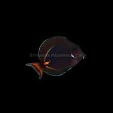 Achille$ Tang (Baby)  - WYSIWYG - Live Saltwater Fish -  picture