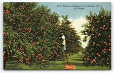 1940s MIAMI FL FLOYD'S FRUIT GROVE 42nd AVE PICKING ORANGES AD POSTCARD P5441 picture