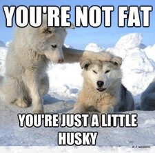 Funny Siberian Husky  refrigerator magnet 3 1/2x 3 1/2