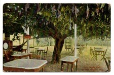 Old Grape Vine San Gabriel CA Antique Postcard Woods Inc Los Angeles Germany picture