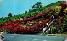 1955 Vintage Postcard Machado Gardens Kealakekua Kona Hawaii Floral Garden picture