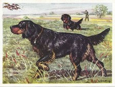 Original 1952 Dog Art Print Austria Tobacco Bildwerk Trade Card GORDON SETTER picture