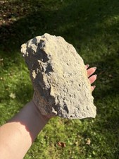 Natural Stigmaria Fossil Root Specimen- Large 6” Stigmaria Fossilized Tree Root picture