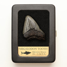 Megalodon Tooth With Display Case picture
