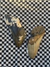 (SET OF 2) Real Megalodon Shark Teeth 3.85
