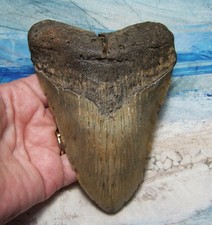 MEGALODON Shark Tooth 5 1/16